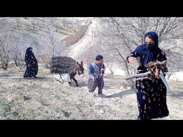 Ruhollah and Afsana go to collect firewood in the mountains with a donkey for a heater🪚🪓🪓