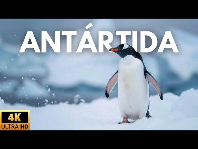 ANTÁRTIDA - SECRETOS DEL FIN DEL MUNDO - Documental Completo