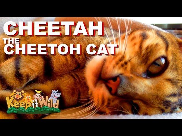 Cheetah the Cheetoh Cat