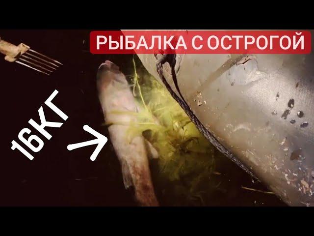 Рыбалка с острогой/большие щуки и сазаны