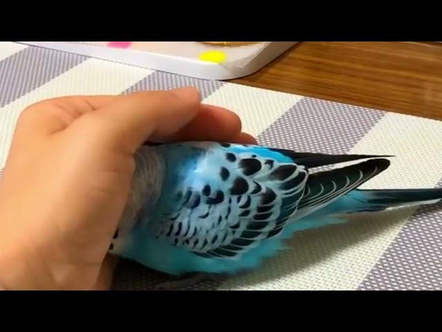 Unbelievable Hand Cave Moments with This Adorable Budgie! #birds #viral #parakeet #parrot