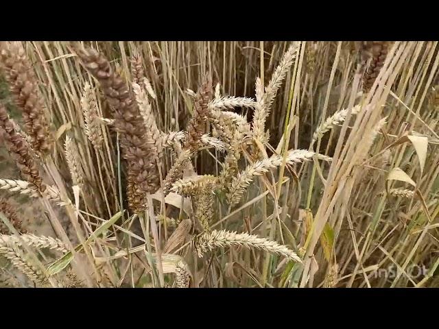 Practical view in a pre-breeding program in wheat