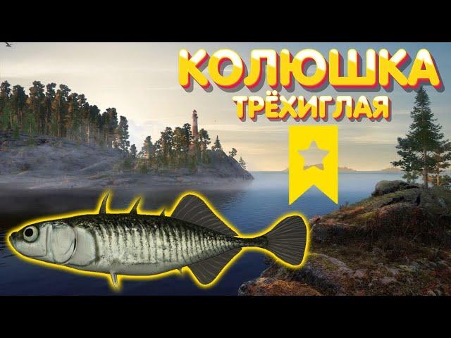 ТРОФ Колюшка трёхиглая | оз. Ладожское | Русская Рыбалка 4