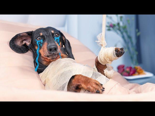 Bed Rest Mystery! Cute & Funny Dachshund Dog Video!