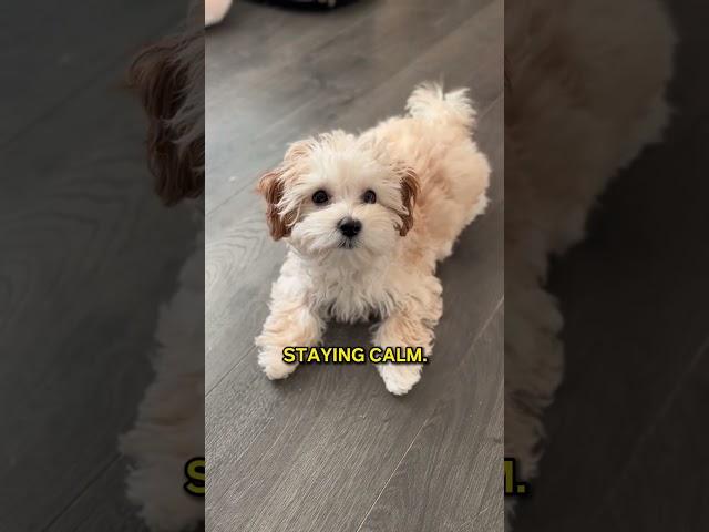Why dogs can’t stop barking (And how to stop it)