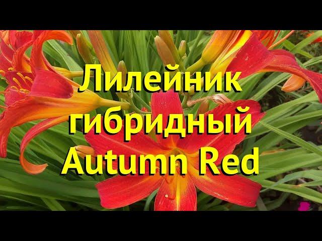 Лилейник гибридный Отум Ред. Краткий обзор, описание характеристик hemerocallis Autumn Red