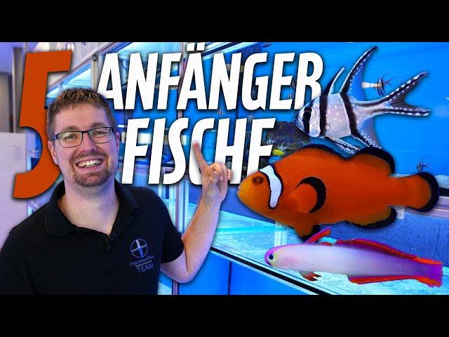 5 Anfängerfische - PlanktonPlus Aquaristik