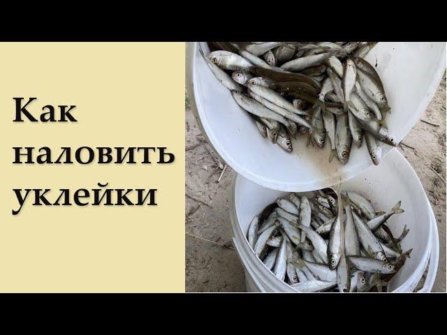 Как наловить много уклейки верховодка, себель)