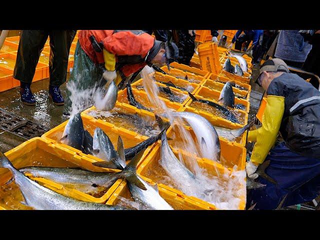 Best Seafood Market in Korea, Selling Giant King Crabs & Sashimi - Korean street food