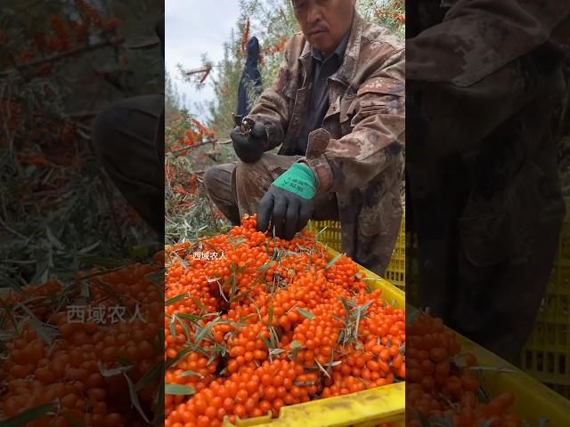 #Seabuckthorn #Seabuckthorn fruit #Harvest season