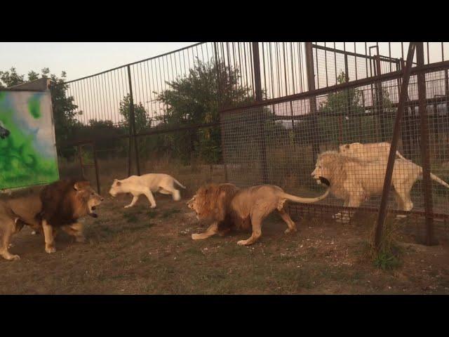 Dylan & Olya Visit Taigan Lion Park - Crimea, Russia