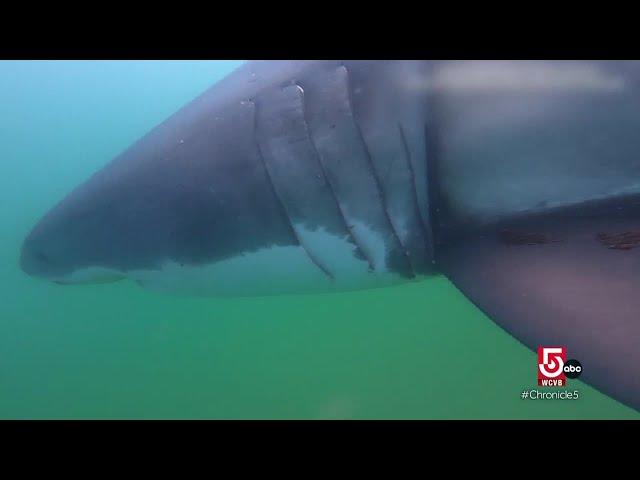 A look into tagging great white sharks off the Cape Cod coast