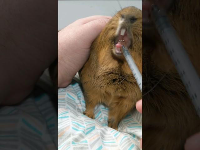 Capybara doesn't want his vitamin c!