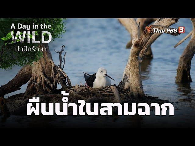 ผืนน้ำในสามฉาก | A Day in the WILD