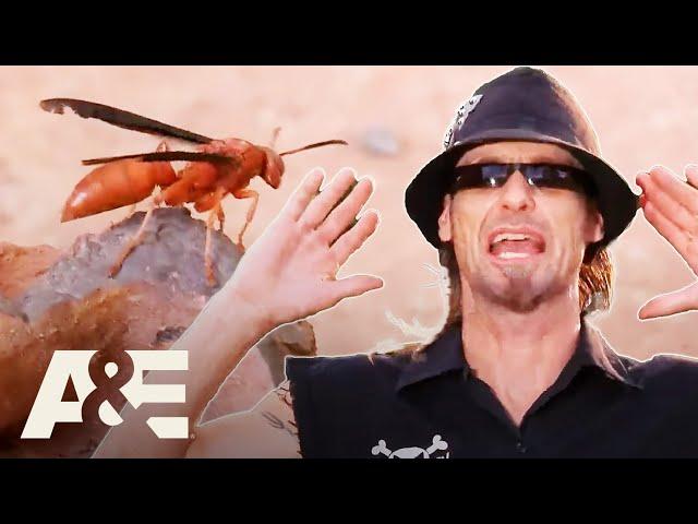 Swarm of the ANGRY Bees - Billy the Exterminator: FULL EPISODE Marathon | A&E