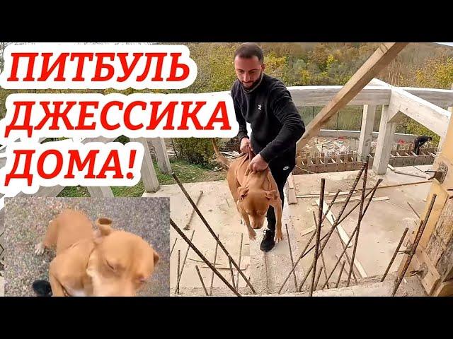 ПИТБУЛЬ ДЖЕССИКА ДОМА! Сестра мусы, халка, графа.