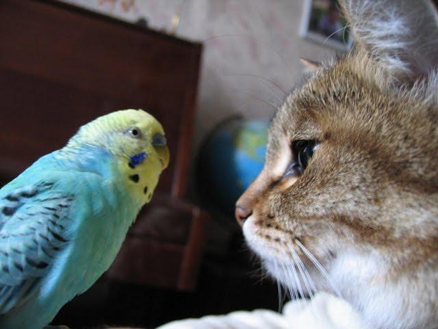 The parrot says to the cat