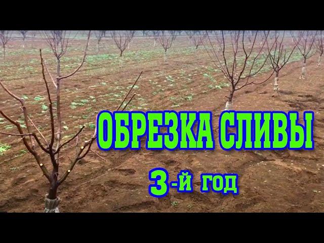 Правильная ОБРЕЗКА СЛИВЫ/ 3-й год после посадки/ опытный участок/pruning plums for the 3rd year