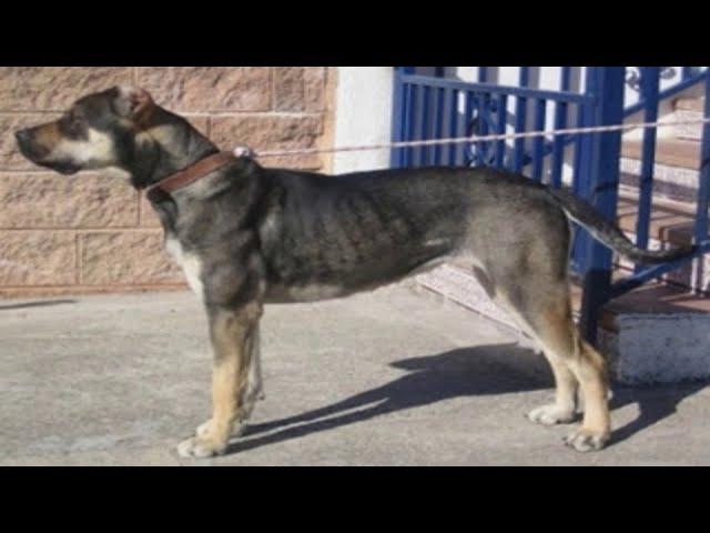 Spanish Alano dog breed your perfect pet