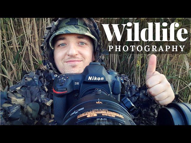 WILDLIFE PHOTOGRAPHY - Elks in Matsalu NP | LOODUSFOTOGRAAFIA - Põdrad Matsalu Rahvuspargis