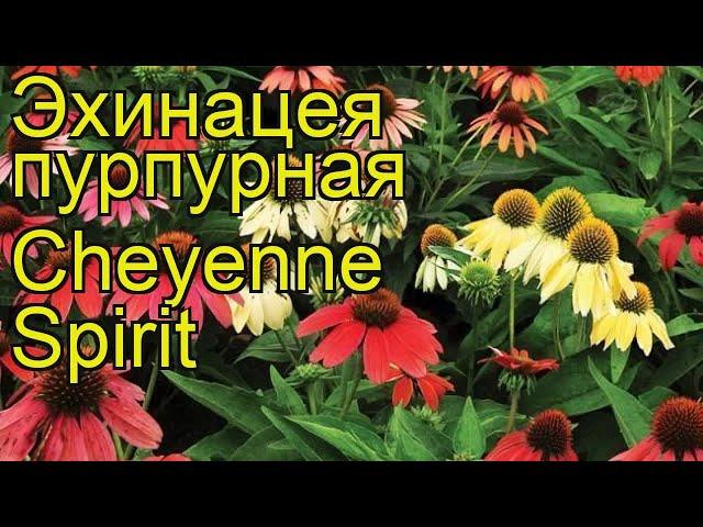 Эхинацея пурпурная Дух Шайенн. Краткий обзор, описание echinacea purpurea Cheyenne Spirit