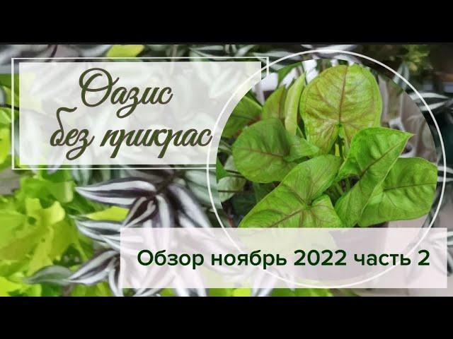 Оазис без прикрас. Обзор ноябрь 2022 часть2.