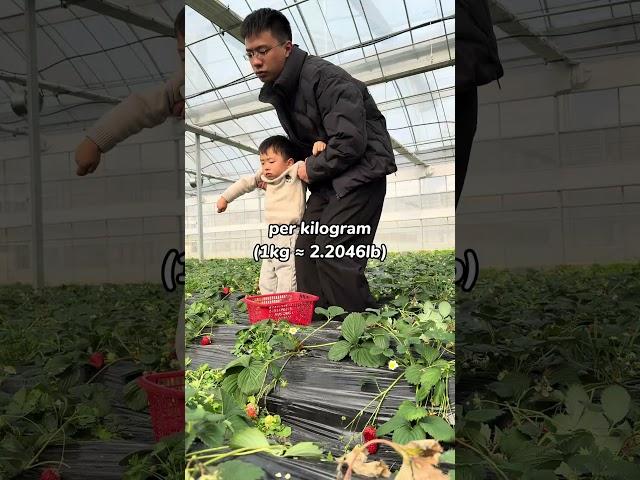 The fun of strawberry harvesting