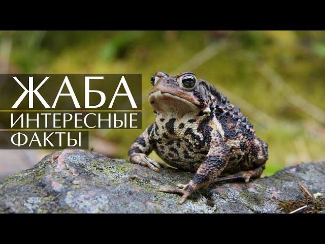 Жаба  - интересные факты