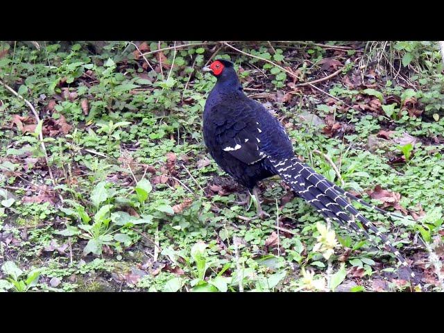 Taiwan Birding May 2023