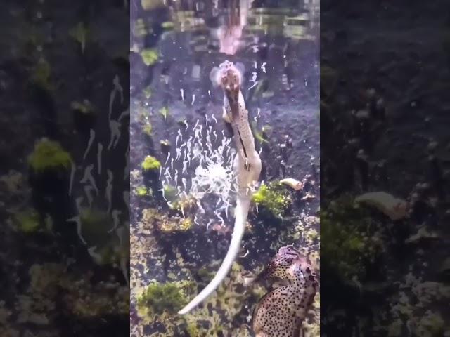 Sea horse #shorts #youtubeshorts #viral #saintpee #beautiful #seahorse #trending