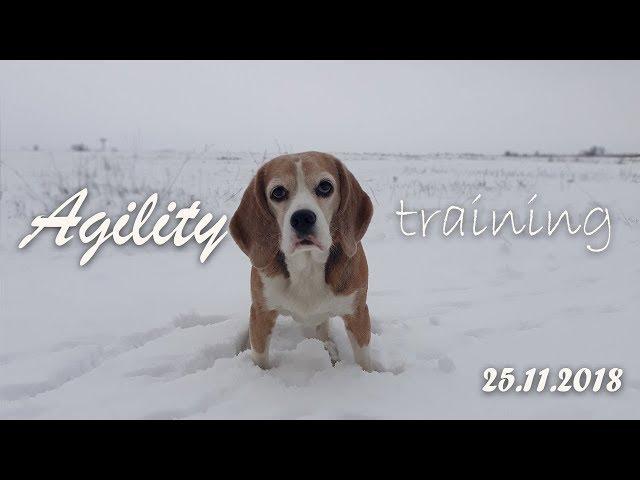 Agility training 25.11.2018 | Born to RUN | Beagle Xena