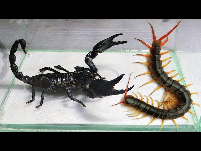 Black Scorpion and Centipede Scolopendra