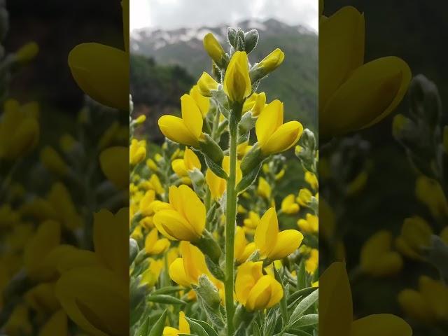 Breathe & Unwind in a Blooming Mountain Steppe ️ #shorts #health