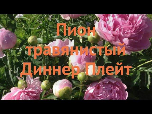 Пион травянистый Диннер Плейт  обзор: как сажать, саженцы, луковицы пиона Диннер Плейт