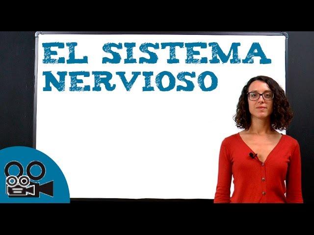 El sistema nervioso