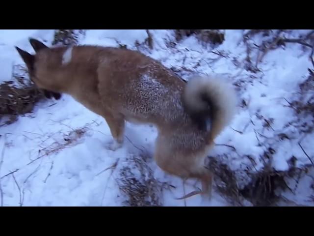 Охота с лайками.Натаска по СОБОЛЮ и КУНИЦЫ.