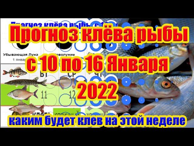 Прогноз клева рыбы на неделю с 10 по 16 Января 2022 Календарь рыболова на Январь Лунный календарь