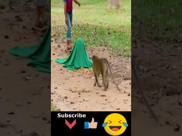 Prank Monkey with Fake Tiger | Try To Stop Laugh 2021 #shorts 