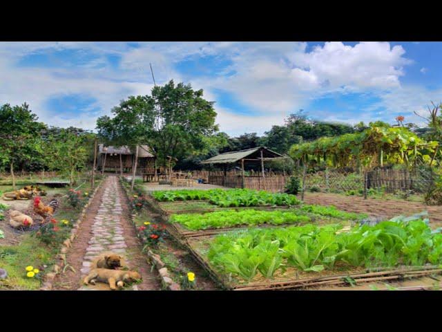 Renovating the garden, planting, harvesting, cooking. Taking care of animals. Alone in the mountains