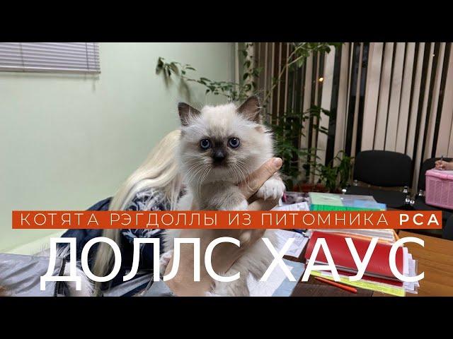 Котята рэгдоллы из питомника PCA ДОЛЛС ХАУС