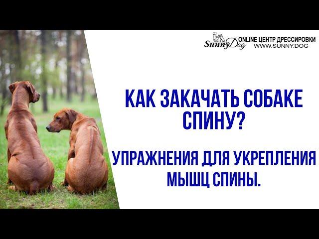 Упражнения для укрепления мышц спины собаки. Как закачать собаке спину? Догфитнес.