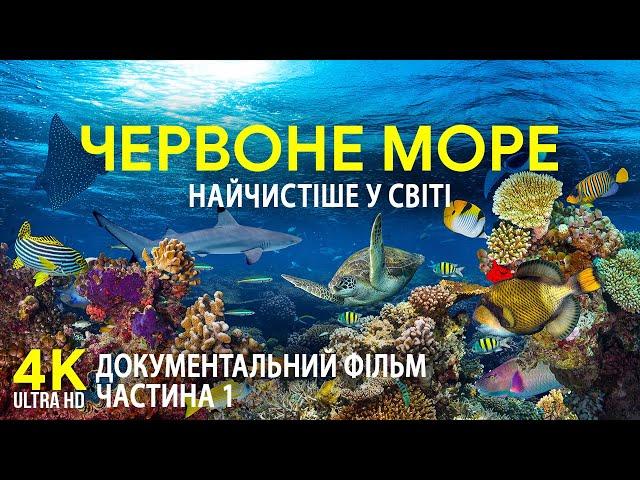 Червоне море - найтепліше та найчистіше на планеті | Документальний фільм про підводні глибини - #1