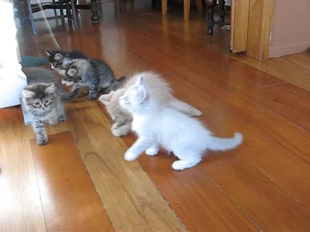 Six Siberian kittens at play