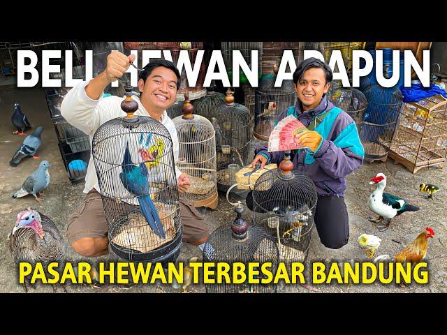 BELIIN HAIKAL HEWAN APAPUN YANG DIA MAU KE PASAR HEWAN  SUKAHAJI TERBESAR DI BANDUNG!