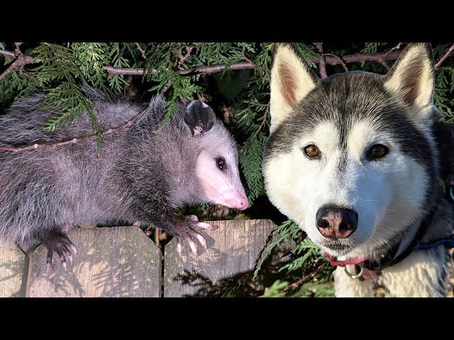 My Husky Spotted A Strange Visitor!