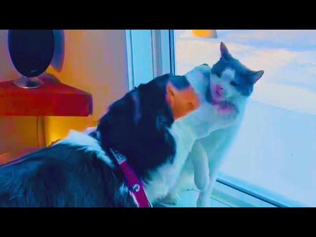 This Is My Territory - Funny Animals Fighting Each Other  || PETASTIC 