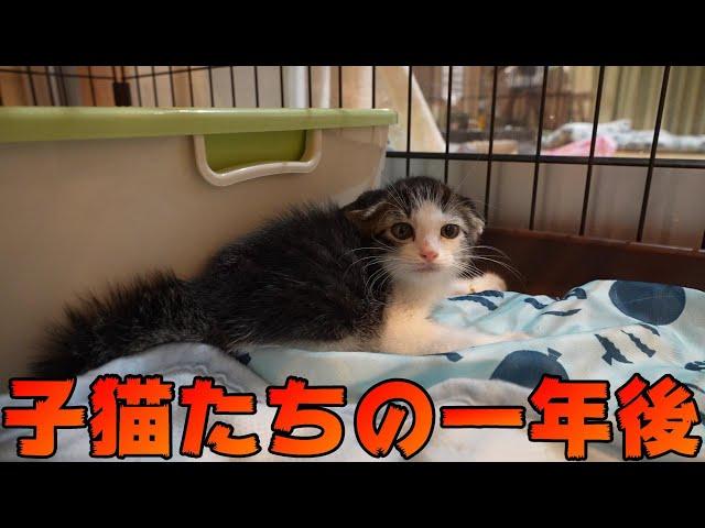 イカ耳で怒っていた子猫たちの一年後の成長した姿がこちらです