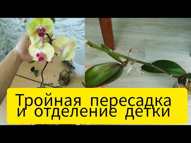 Отделение детки и пересадка орхидеи #орхидеяполив #пепесадкаорхидеи#орхидеяфаленопсисуход #orhids