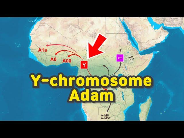 Migration path of Y-chromosome Adam