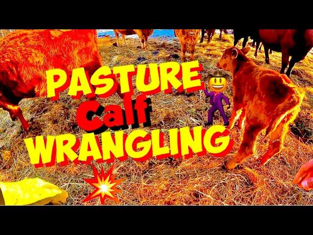 Wrangling & Collecting Calves born in PASTURE 